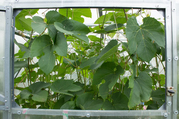 Open window of a greenhouse and many grape leaves