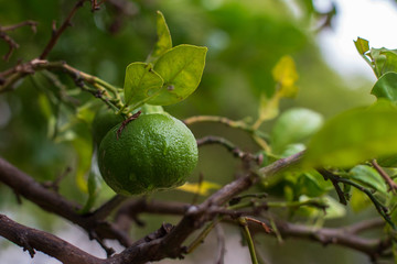 green tangerine on a branch