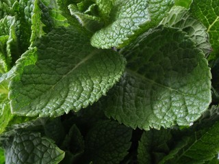 Mint Leaves