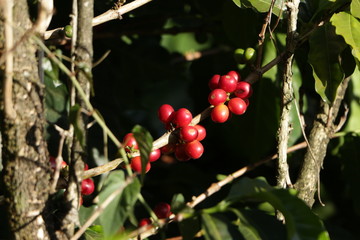 Obraz premium Café arábica (Coffea arabica)