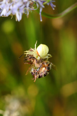  Spider attack on a bee © moniadk