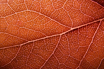 Fototapeta na wymiar a red leaf macro