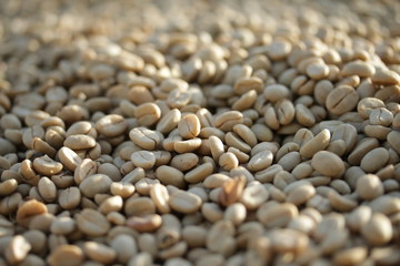 Obraz premium Café arábica (Coffea arabica), secado al sol