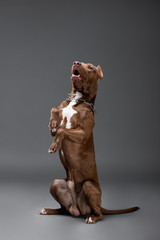 Beautiful pit bull terrier dog on the backgrounds