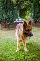 Cheerful dog playing outdoors on green grass in summer