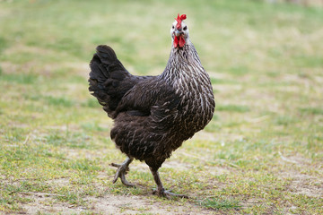 beautiful thoroughbred chicken on a farm on the background of green grass walking in the fresh air