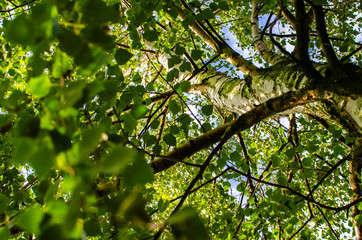Abstraction growing green leaves on a light background outdoors