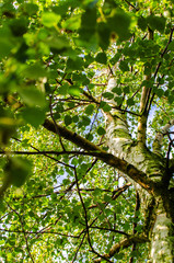 Abstraction growing green leaves on a light background outdoors