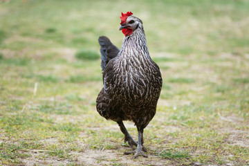 beautiful thoroughbred chicken on a farm on the background of green grass walking in the fresh air
