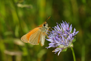 
Butterfly sitting on blooming flowers