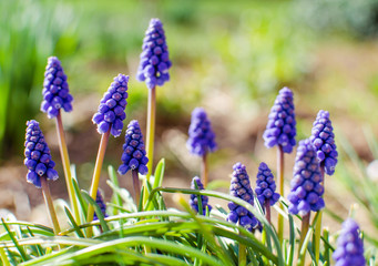 Little spring blue Muscari flowers bloom outdoors