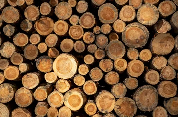 Möbelaufkleber Belki drewna z słojami w lesie zostały ścięte © Adam