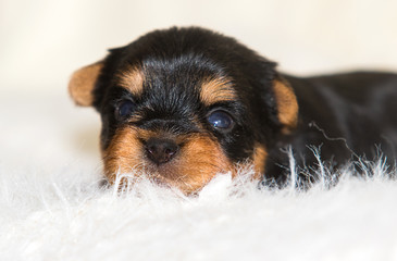 puppy York on a fluffy blanket