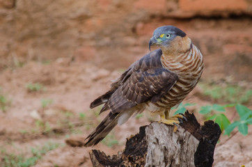 Hook-billed Kite female (Chondrohierax uncinatus) perched on a branch