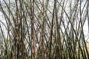 Bamboo forest trees in Brazil