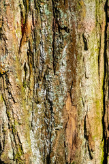 Obraz premium Mech na drzewie w lesie w słonecznym dniu