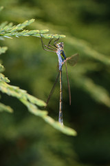 Dragonfly sitting on plants in the garden © moniadk