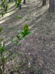 young spring leaves on tree branches
