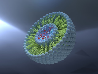 Structure of liposome, phospholipid, micelle, 3d render 