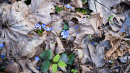 przylaszczki początek wiosny w lesie