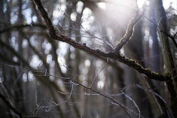 światło w lesie promień między gałęziami - obrazy, fototapety, plakaty