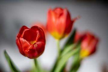 tulipany obsypane światłem