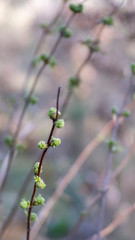 wiosna z pąkami na gałęziach w pionie
