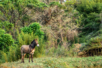 grey donkey on green background, big ears, nature photography, animal photo, green background in Brazil