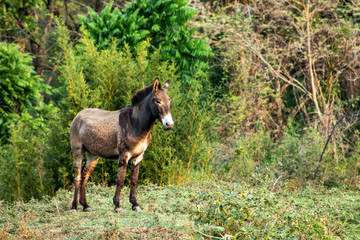 grey donkey on green background, big ears, nature photography, animal photo, green background in Brazil