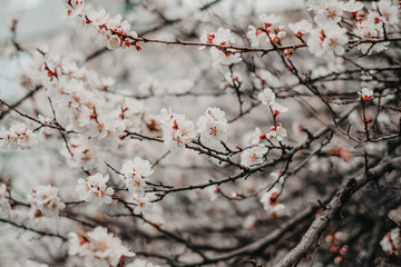 Apricot blossoms against the blue sky, spring has come