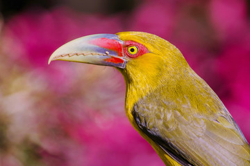 Saffron Toucanet perched with floral background