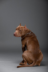 Beautiful pit bull terrier dog on the backgrounds