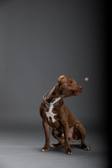 beautiful dog pit bull terrier breed in the studio