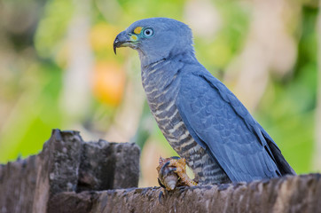Hook-billed Kite male (Chondrohierax uncinatus) holding a African Giant Snail (Achatina fulica)