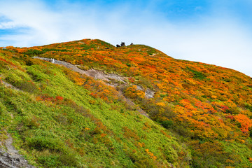 Fototapeta premium 日本 快晴の栗駒山全山紅葉 神の絨毯