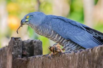 Hook-billed Kite male (Chondrohierax uncinatus) eating a African Giant Snail (Achatina fulica)