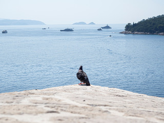 Paloma mirando al horizonte en la costa croata de Dubrovnik, verano de 2019