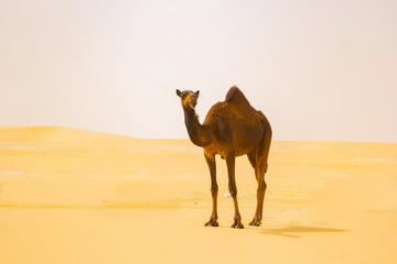 A brown camel in Arabian desert, with a piece of the herb in its mouth.