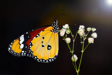 Closeup   beautiful butterflies sitting on the flower. © blackdiamond67
