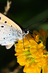 
Butterfly sitting on blooming flowers