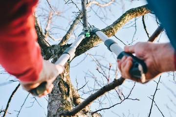 Adult man with shears in hand pruning tree branches in early spring.