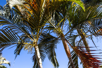 Fototapeta na wymiar palm tree with blue sky background in Brazil