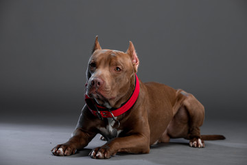 beautiful dog pit bull terrier breed in the studio
