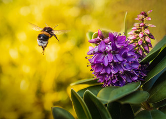 Purple shrub flower attracting a flying bumble bee agains a yellow plant background. There is slight motion blur on the bee.