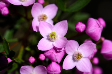 Fototapeta na wymiar Pinnate Boronia flowers, Muogamarra Nature Reserve Australia