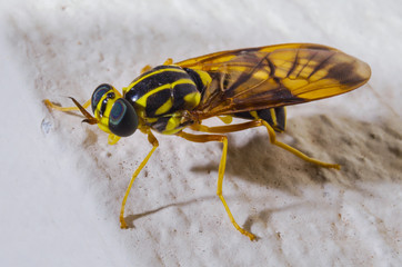 Yellow and Black Soldier Fly
