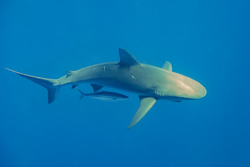 Galapagos shark, Oahu Hawaii