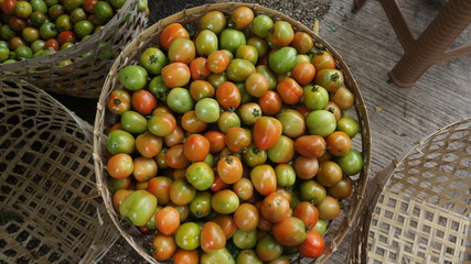 fresh vegetables in a basket. basket of tomato vegetables in a market