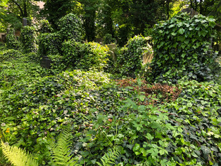 Fototapeta premium Creepy gothic cemetery that looks like a horror movie