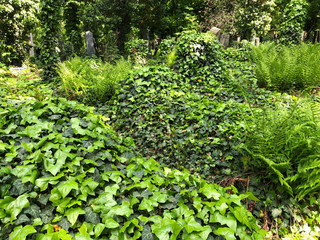Creepy gothic cemetery that looks like a horror movie